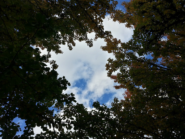 A view of clouds against a blue sky as seen looking upwards from a stand of trees.