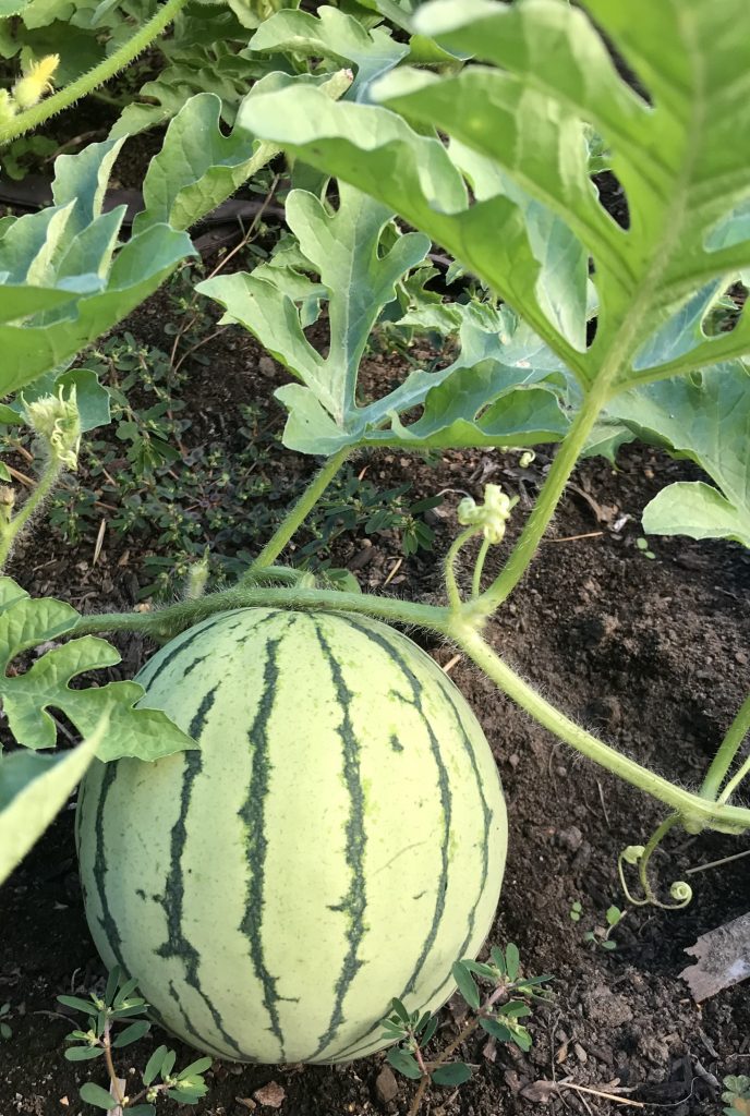 A small, round watermelon with vines in the garden. It is pale green with darker green stripes