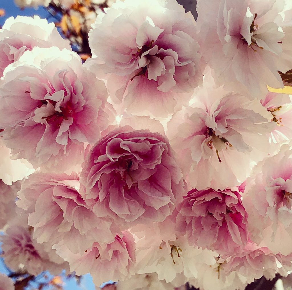 Looking up at a cluster of double-blossom sakura